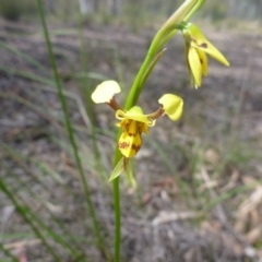 Fire and Orchids ACT Citizen Science Project at Point 5811 - 24 Oct 2015