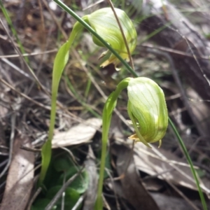 Fire and Orchids ACT Citizen Science Project at Point 5817 - 5 Oct 2015
