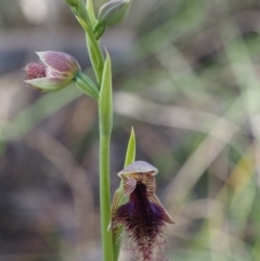 Fire and Orchids ACT Citizen Science Project at Point 5058 - 18 Oct 2014