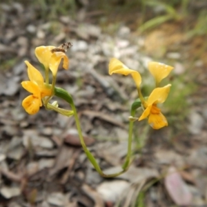 Fire and Orchids ACT Citizen Science Project at Point 4081 - 29 Oct 2016