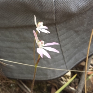 Fire and Orchids ACT Citizen Science Project at Point 6 - 5 Oct 2015