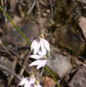 Fire and Orchids ACT Citizen Science Project at Point 6 - 5 Oct 2015