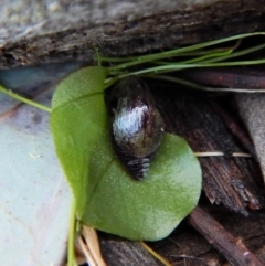 Fire and Orchids ACT Citizen Science Project at Point 4081 - 10 Aug 2017