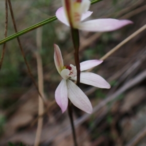 Fire and Orchids ACT Citizen Science Project at Point 49 - 4 Oct 2022