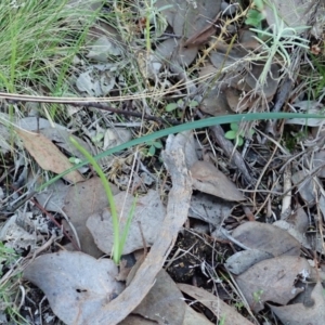 Fire and Orchids ACT Citizen Science Project at Point 4081 - 4 Apr 2022