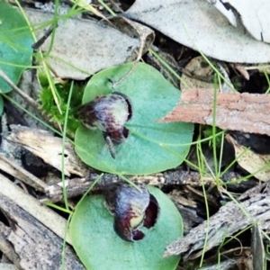 Fire and Orchids ACT Citizen Science Project at Point 4081 - 24 Oct 2021