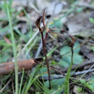 Fire and Orchids ACT Citizen Science Project at Point 4081 - 1 Sep 2021