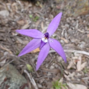 Fire and Orchids ACT Citizen Science Project at Point 389 - 5 Oct 2016
