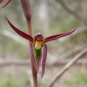 Fire and Orchids ACT Citizen Science Project at Point 4081 - 4 Oct 2022