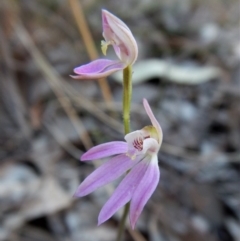 Fire and Orchids ACT Citizen Science Project at Point 49 - 6 Oct 2017