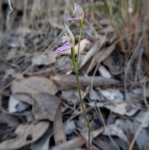 Fire and Orchids ACT Citizen Science Project at Point 49 - 6 Oct 2017