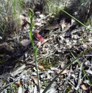 Fire and Orchids ACT Citizen Science Project at Point 3852 - 16 Oct 2014