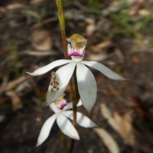 Fire and Orchids ACT Citizen Science Project at Point 3852 - 1 Nov 2016