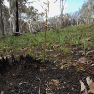 Fire and Orchids ACT Citizen Science Project at Point 3852 - 1 Nov 2016