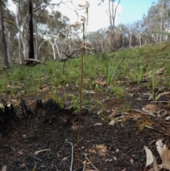 Fire and Orchids ACT Citizen Science Project at Point 3852 - 1 Nov 2016