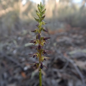Fire and Orchids ACT Citizen Science Project at Point 3852 - 14 Feb 2016