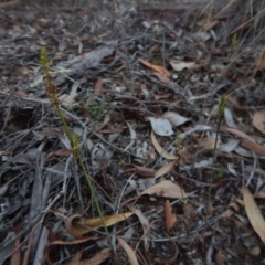 Fire and Orchids ACT Citizen Science Project at Point 3852 - 14 Feb 2016