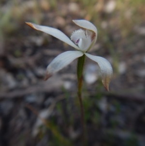 Fire and Orchids ACT Citizen Science Project at Point 4372 - 14 Oct 2015