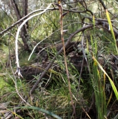 Fire and Orchids ACT Citizen Science Project at Point 4081 - 27 Sep 2022