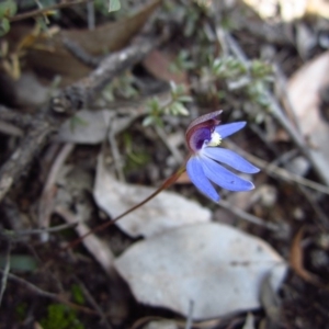 Fire and Orchids ACT Citizen Science Project at Point 3852 - 5 Sep 2015