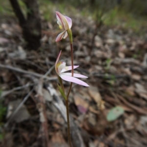 Fire and Orchids ACT Citizen Science Project at Point 4081 - 10 Oct 2016