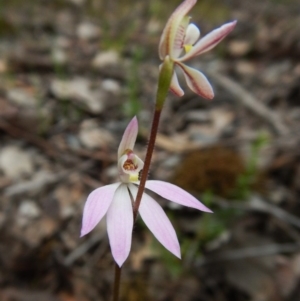 Fire and Orchids ACT Citizen Science Project at Point 4081 - 10 Oct 2016