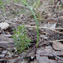 Fire and Orchids ACT Citizen Science Project at Point 4081 - 10 Oct 2016