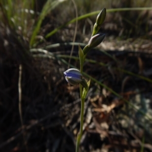 Fire and Orchids ACT Citizen Science Project at Point 3852 - 14 Oct 2015