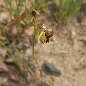 Fire and Orchids ACT Citizen Science Project at Point 3852 - 14 Dec 2016