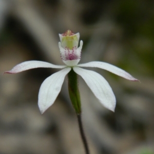 Fire and Orchids ACT Citizen Science Project at Point 3131 - 17 Oct 2015