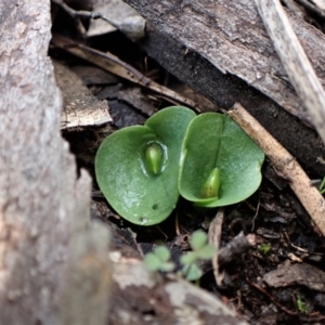 Fire and Orchids ACT Citizen Science Project at Point 4081 - 30 Jun 2021