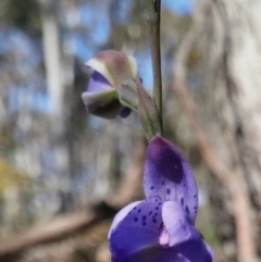 Fire and Orchids ACT Citizen Science Project at Point 5830 - 3 Nov 2016