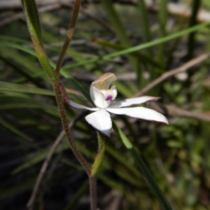 Fire and Orchids ACT Citizen Science Project at Point 4372 - 3 Nov 2016