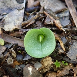 Fire and Orchids ACT Citizen Science Project at Point 4081 - 11 Jun 2021