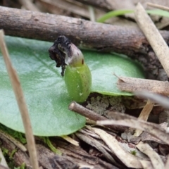 Fire and Orchids ACT Citizen Science Project at Point 4081 - 17 Sep 2021