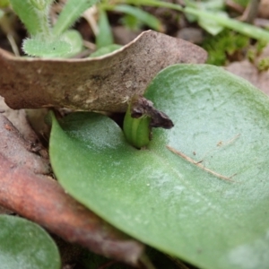 Fire and Orchids ACT Citizen Science Project at Point 4081 - 17 Sep 2021