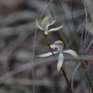 Fire and Orchids ACT Citizen Science Project at Point 85 - 24 Sep 2016