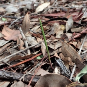 Fire and Orchids ACT Citizen Science Project at Point 4081 - 23 Mar 2020