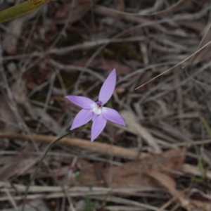 Fire and Orchids ACT Citizen Science Project at Point 85 - 7 Oct 2016