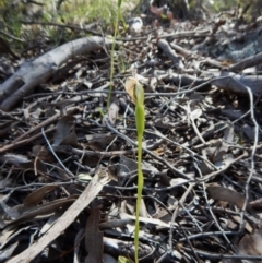 Fire and Orchids ACT Citizen Science Project at Point 49 - 15 Oct 2016