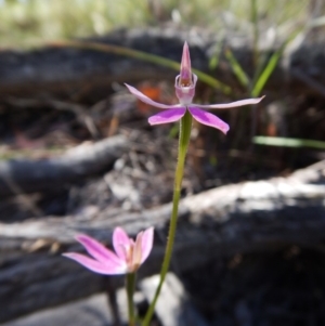 Fire and Orchids ACT Citizen Science Project at Point 49 - 5 Nov 2016