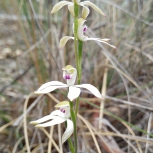 Fire and Orchids ACT Citizen Science Project at Point 3131 - 17 Oct 2015