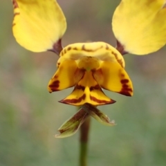 Fire and Orchids ACT Citizen Science Project at Point 5826 - 7 Oct 2016