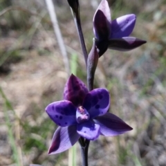 Fire and Orchids ACT Citizen Science Project at Point 5803 - 4 Nov 2016