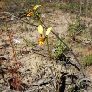 Fire and Orchids ACT Citizen Science Project at Point 3852 - 15 Oct 2016