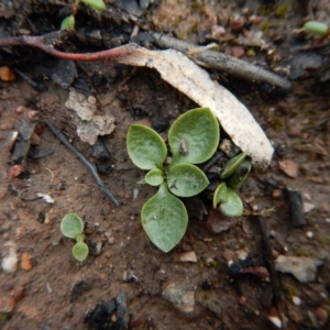 Fire and Orchids ACT Citizen Science Project at Point 3852 - 1 Oct 2016