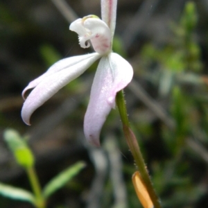 Fire and Orchids ACT Citizen Science Project at Point 5803 - 10 Oct 2015