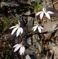 Fire and Orchids ACT Citizen Science Project at Point 4372 - 24 Sep 2016