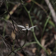 Fire and Orchids ACT Citizen Science Project at Point 5204 - 6 Nov 2016