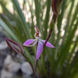 Fire and Orchids ACT Citizen Science Project at Point 4372 - 2 Oct 2016